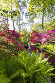 Rhododendron 'Philinte', Rhododendron 'Addy Wery', Rhododendron 'Maxwellii', Ostrich fern (Matteucia struthiopteris), Parc Floral de Vincennes, Paris, France