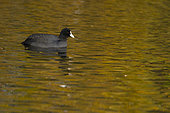 Coot (Fulica atra) swiming in coloured water, England