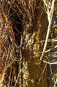 Italian cypress (Cupressus sempervirens)