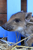 Portrait of Eurasian boar (Sus scrofa) pigglet, France