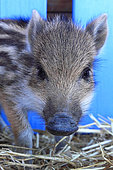Portrait of Eurasian boar (Sus scrofa) pigglet, France