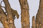 A leopard, Panthera pardus, descending from a tree in the Okavango Delta's Khwai concession. Botswana.