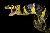 Mangrove snake (Boiga dendrophila)