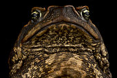 Cane toad (Rhinella marina)