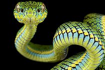 Schultze's Pit Viper (Parias schultzei)