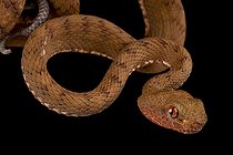 Philippine pitviper (Parias flavomaculatus)