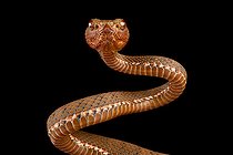 Philippine pitviper (Parias flavomaculatus)