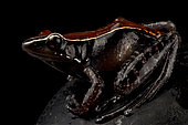 Mahogany frog (Hylarana luctuosa)