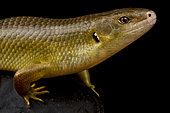 Major skink (Bellatorias frerei)