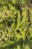Norway Spruce (Picea abies) 'Ellwangeriana'