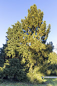 Siberian spruce (Picea obovata) and Norway spruce (Picea abies) 'Ellwangeriana'