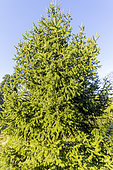 Norway spruce (Picea abies) 'Acrocona'