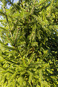 Norway spruce (Picea abies) 'Acrocona'