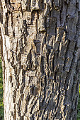 Chinese raisin tree (Hovenia dulcis)