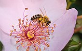 Honey bee (Apis mellifera) on a rosehip flower, Pyrénées-Atlantiques, France