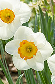Large-Cupped Daffodil (Narcissus) 'Flower Record'