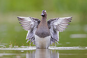 Garganey (Anas querquedula), adult male flapping its wings, Campania, Italy