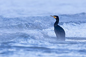 Grand cormoran continental (Phalacrocorax carbo sinensis) dans les vagues, Campanie, Italie