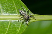Female Jumping Spider (Cosmophasis umbratica), Pering, Gianyar, Bali, Indonesia