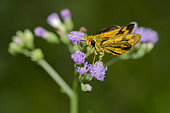Large Dart (Potanthus serina) with proboscis on Goatweed flower (Ageratum conyzoides), Pering, Gianyar, Bali, Indonesia
