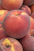 Peach 'Crispstar' (Prunus persica) 'Crispstar'