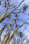 European mistletoe (Viscum album) on Chinese filbert (Corylus chinensis)