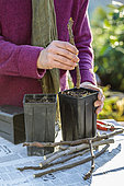 Cutting of the fig tree at the end of winter, by cuttings of dormant ends, with dry wood.