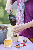 Woman sowing tomatoes in step by step. 1: preparation of the pots of sowing with substrate.