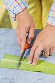 Cutting of the pineapple lily (Eucomis) step by step. Cutting in sections.