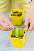 Cutting of the pineapple lily (Eucomis) step by step. Place in a pot
