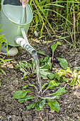 Division of a clump of primroses, step by step. watering of the fragments after replanting..