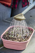 Transplanting spontaneous cyclamen seedlings in step by step. Watering of cyclamen seedlings transplanted in terrine.