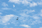 Sandhill cranes (Antigone canadensis). Group of cranes in flight against a moonlit sky. Abitibi region. Quebec. Canada
