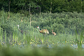 Sandhill crane (Antigone canadensis). Pair on the nest site with young. Mauricie region. Quebec. Canada