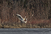 Sandhill cranes (Antigone canadensis). Pair of cranes mating. Mauricie region. Quebec. Canada