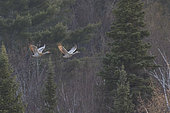Sandhill cranes (Antigone canadensis). Pair of cranes in flight. Abitibi region. Quebec. Canada