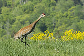 Sandhill crane (Antigone canadensis) in a field and screaming at a danger. Mauricie region. Quebec. Canada