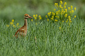 Sandhill crane (Antigone canadensis) Young crane advancing in a field. Mauricie region. Quebec. Canada