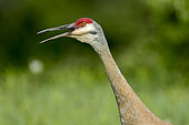 Sandhill crane (Antigone canadensis) screaming at a danger. Mauricie region. Quebec. Canada