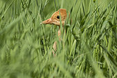 Sandhill crane (Antigone canadensis) Young crane advancing in a field. Mauricie region. Quebec. Canada