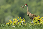 Sandhill crane (Antigone canadensis). Adult throwing vegetation in the air. Mauricie region. Quebec. Canada