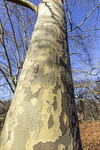 Oriental plane(Platanus orientalis) 'Digitala', trunk