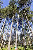 Corsican pine (Pinus nigra var. maritima)