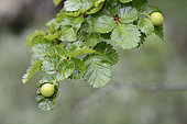 Gall Hymenoptera on Antarctic beech (Nothofagus antarctica) leaves, Reserva Nacional Laguna Parrillar, XII Magallanes Region and Chilean Antarctica, Chile