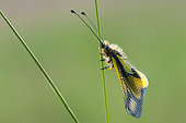 Butterfly-lion (Libelloides coccajus) on stem, Ardeche, France