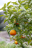 Clementine or tangerine, Citrus reticulata, fruits and flowers on tree