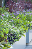 Edible garden