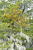 Quintral amarillo (Desmaria mutabilis), hemiparasitic plant of Nothofagus sp., in bloom with lichens, Nahuelbuta National Park, IX Region of Araucania, Chile
