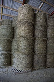 Balles de foin entreposées dans un hangar, Parc naturel régional du Queyras, Alpes, France