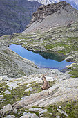 Bouquetin des Alpes (Capra ibex) au dessus d'un lac, Réserve naturelle du Viso. Parc naturel régional du Queyras, Alpes, France